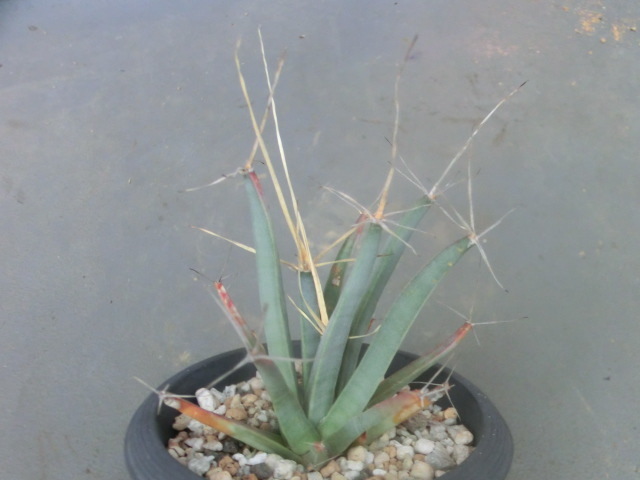 多肉植物・サボテン レウクテンベルギア 光山 晃山 【Leuchtenbergia principis】拍卖