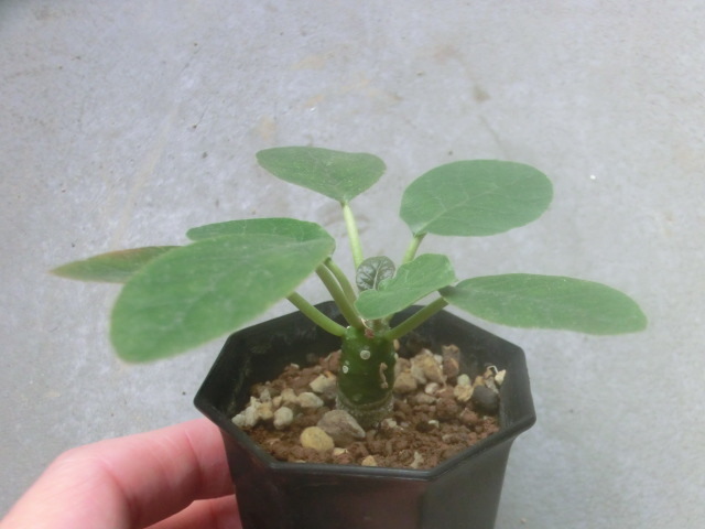 多肉植物 クワ科 ドルステニア フォエチダ 【Dorstenia】拍卖