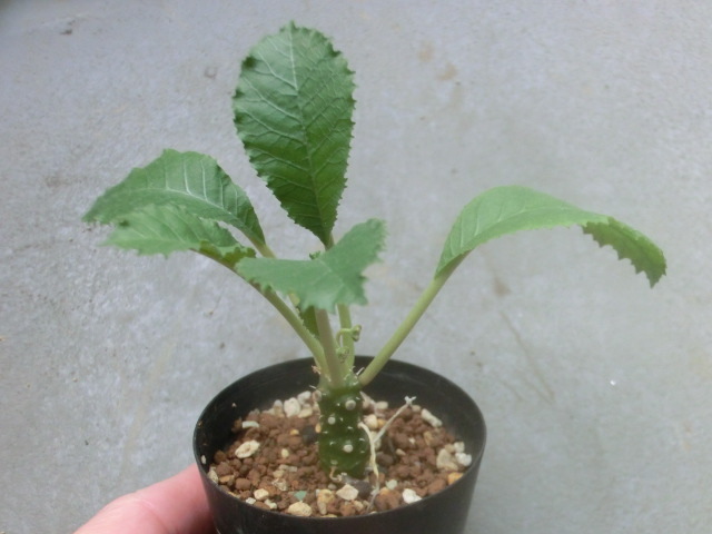 多肉植物 クワ科 ドルステニア クリスパ 【Dorstenia crispa】拍卖
