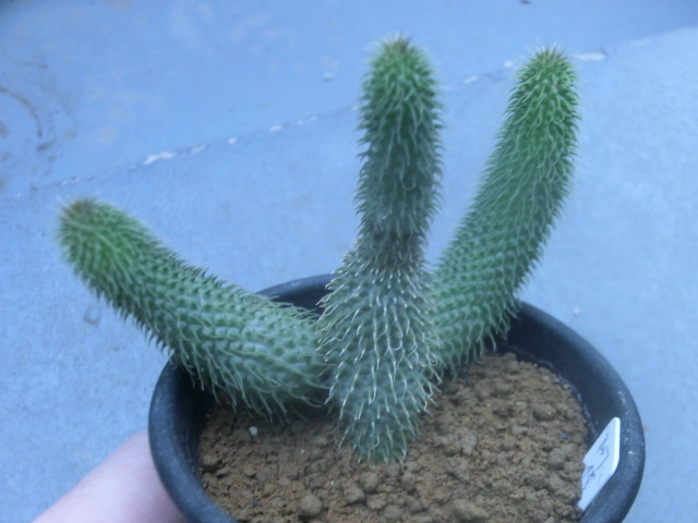 多肉植物 ガガイモ科 フェルニア 阿修羅 【Huernia pillansii】拍卖