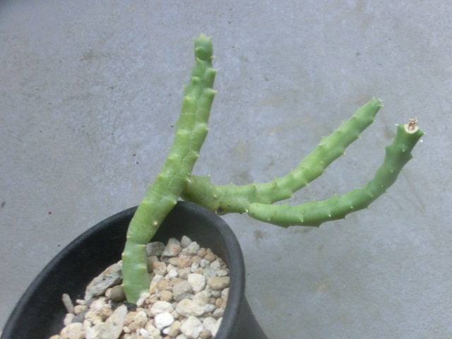 多肉植物 ガガイモ科 スタペリア 牛角 【Stapelia】拍卖