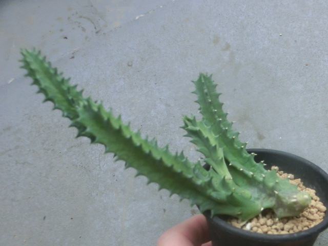 多肉植物 ガガイモ科 フェルニア ゼブリナ 【Huernia zebrina】拍卖