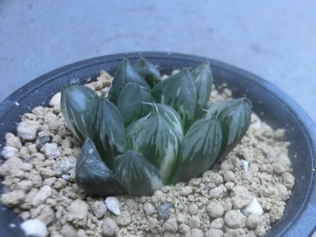 多肉植物 ハオルチア 残雪オブツーサ錦 × 満月  ハオルシア 【Haworthia】拍卖