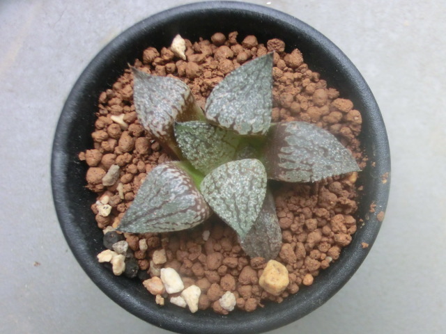 多肉植物 ハオルチア ピクタ ハオルシア 【Haworthia】拍卖