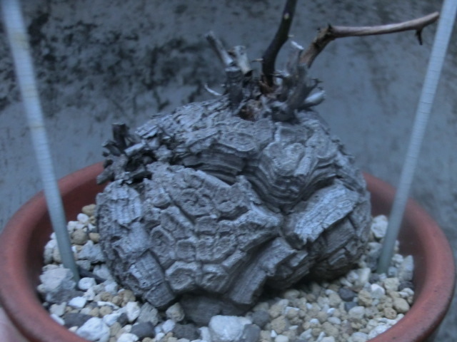 多肉植物 ディオスコレア アフリカ 亀甲竜 【Dioscorea elephantipes】拍卖
