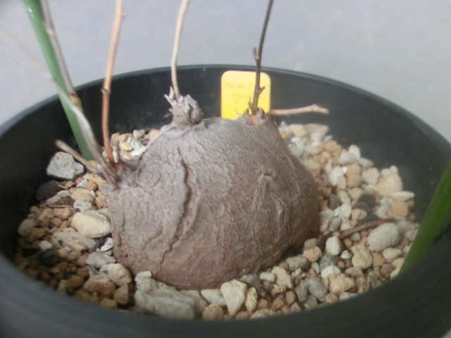 多肉植物 ディオスコレア ヘミクリプタ 【Dioscorea hemicrypta】拍卖