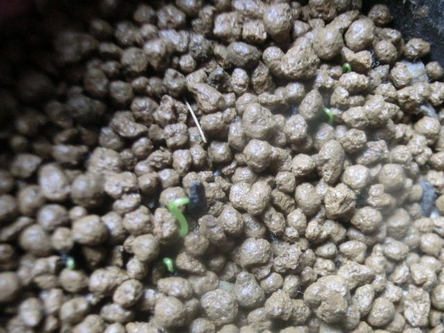 【種子】 多肉植物/球根 アルブカ コンコルディアナム 20個拍卖