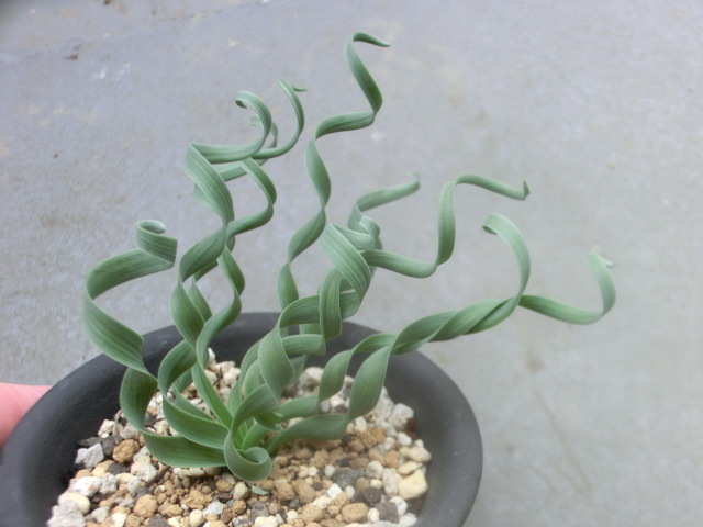 多肉植物/球根 アルブカ コンコルディアナム 【Albuca concordianum】拍卖