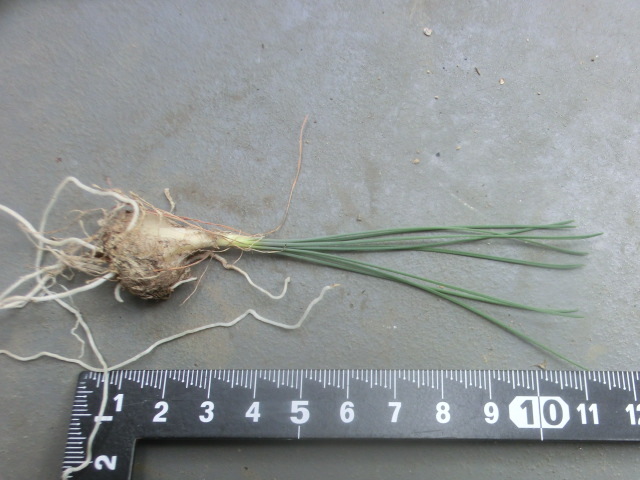 多肉植物/球根 アルブカ ナマクエンシス Silverhill Seeds 【Albuca namaquensis】拍卖