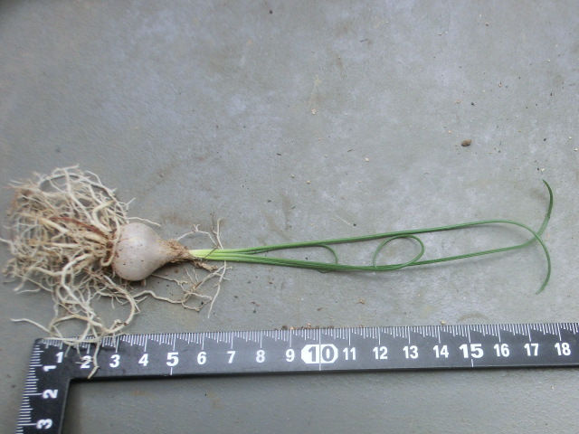 多肉植物/球根 アルブカ ヴィスコーサ 【Albuca viscosa JAA 1194】拍卖