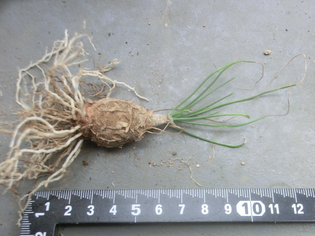 多肉植物/球根 アルブカ フミリス 【Albuca humilis】拍卖