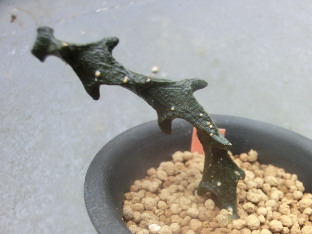 多肉植物 ガガイモ科 セロペギア 【Ceropegia】拍卖