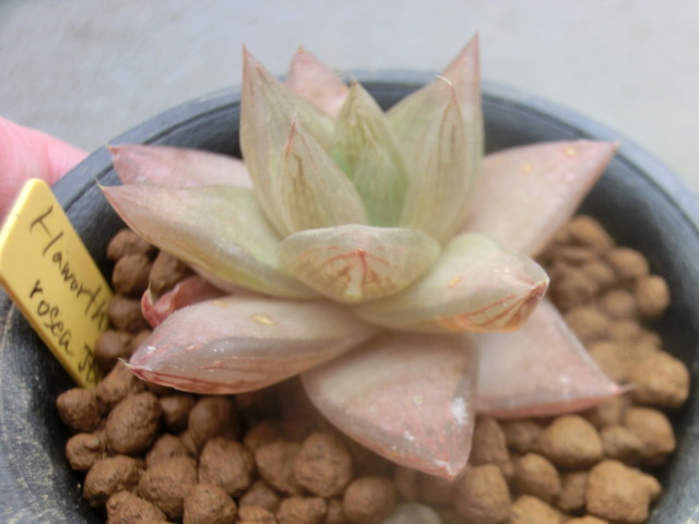 多肉植物 ハオルチア ロゼア ハオルシア 【Haworthia rosea JDV92/89 Kleinemonde】拍卖