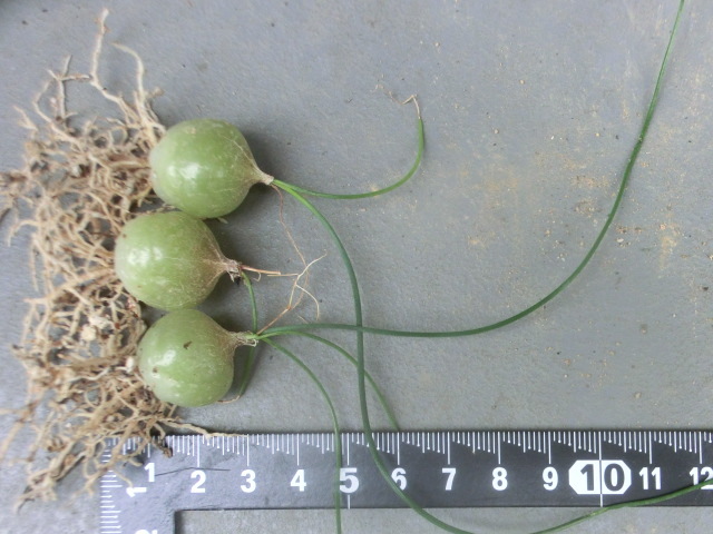 多肉植物/球根 シゾバシス イントリカータ (2) 3株 ( ドリミア ) 拍卖