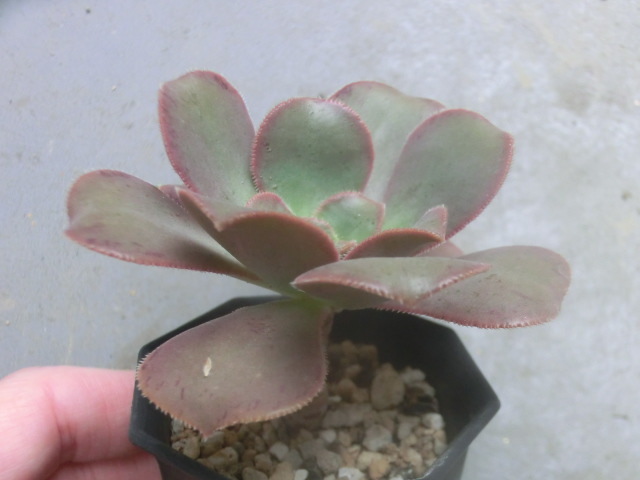 多肉植物 アエオニウム SP 【Aeonium SP】拍卖