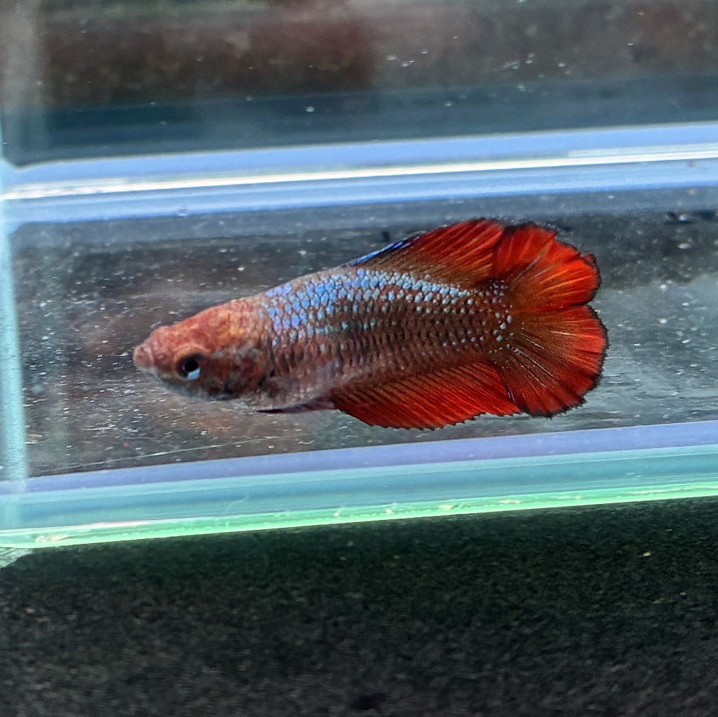 ベタ ダブルテール メス ファンシー 06F0801-037 熱帯魚 生体拍卖