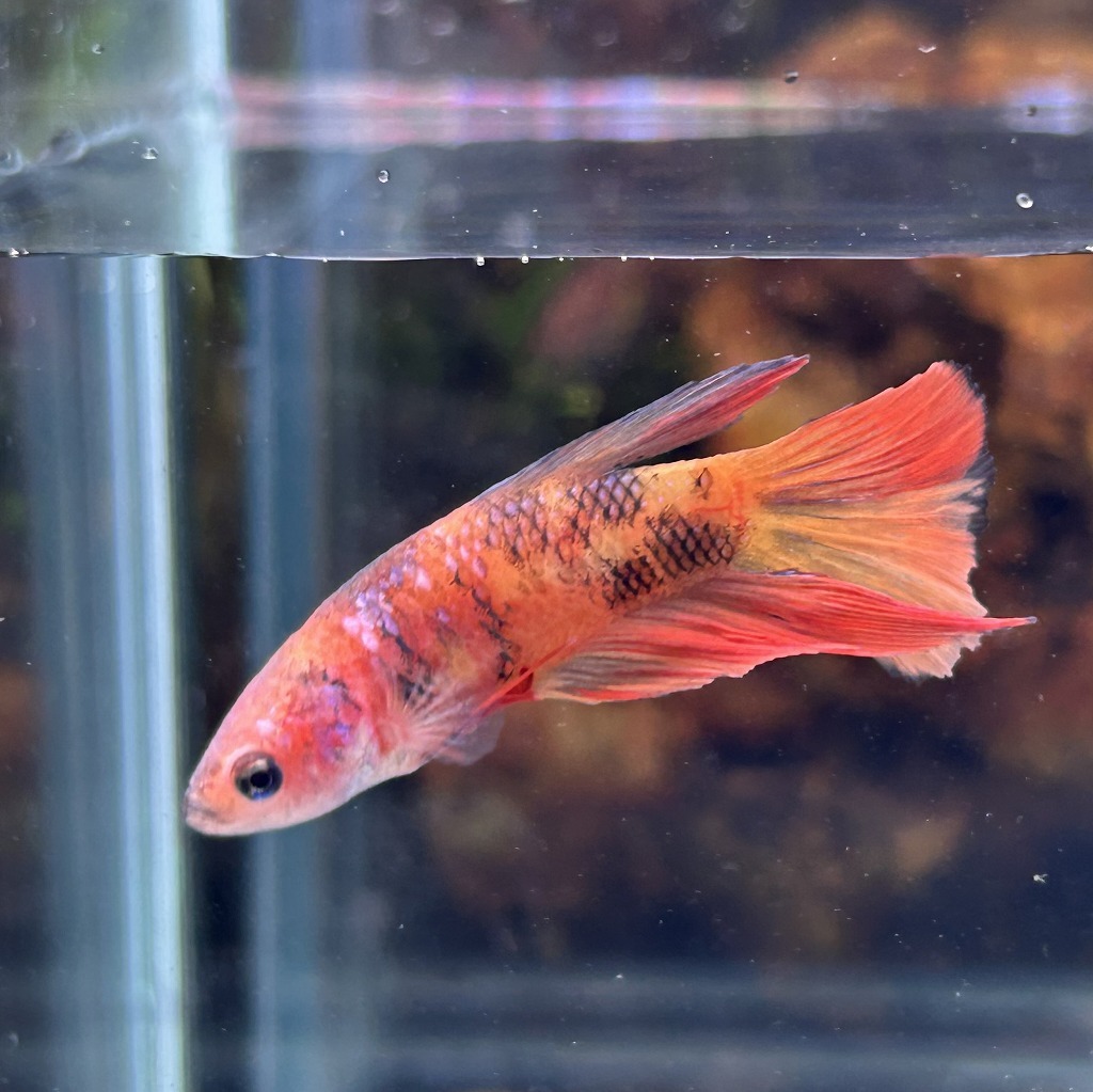 ベタ ショーベタ メス キャンディー 03F0801-044 ハーフムーン 熱帯魚 生体拍卖