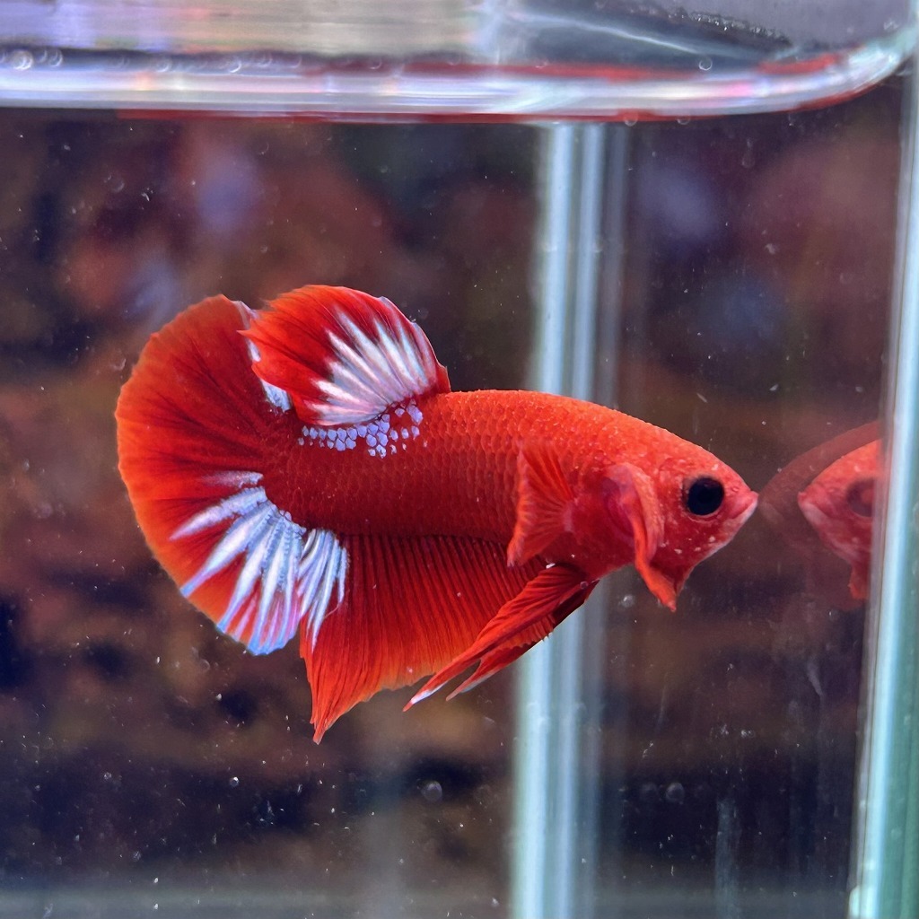 熱帯魚 プラカットベタ オス ヘルボーイ 05M0801-027 生体拍卖