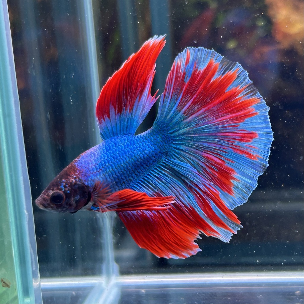 熱帯魚 ショーベタ オス ファンシーブルー 03M0801-036 生体 ハーフムーン拍卖