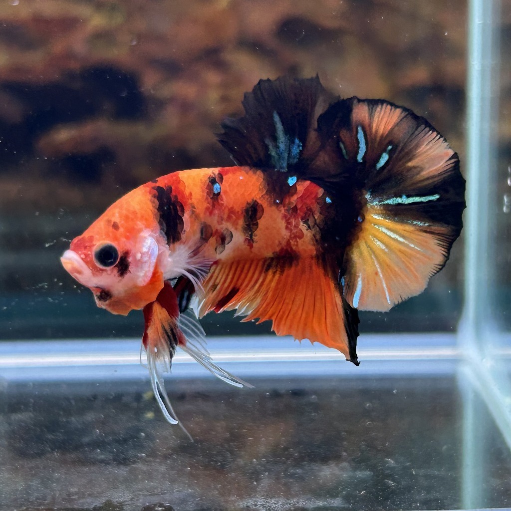 熱帯魚 プラカットベタ オス キャンディー 05M0801-037 生体拍卖