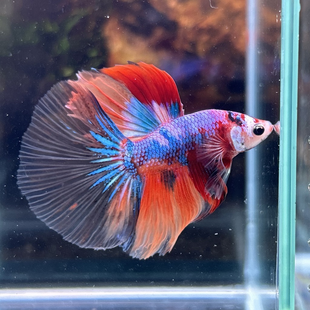 熱帯魚 ショーベタ オス キャンディー 03M0801-038 生体 ハーフムーン拍卖