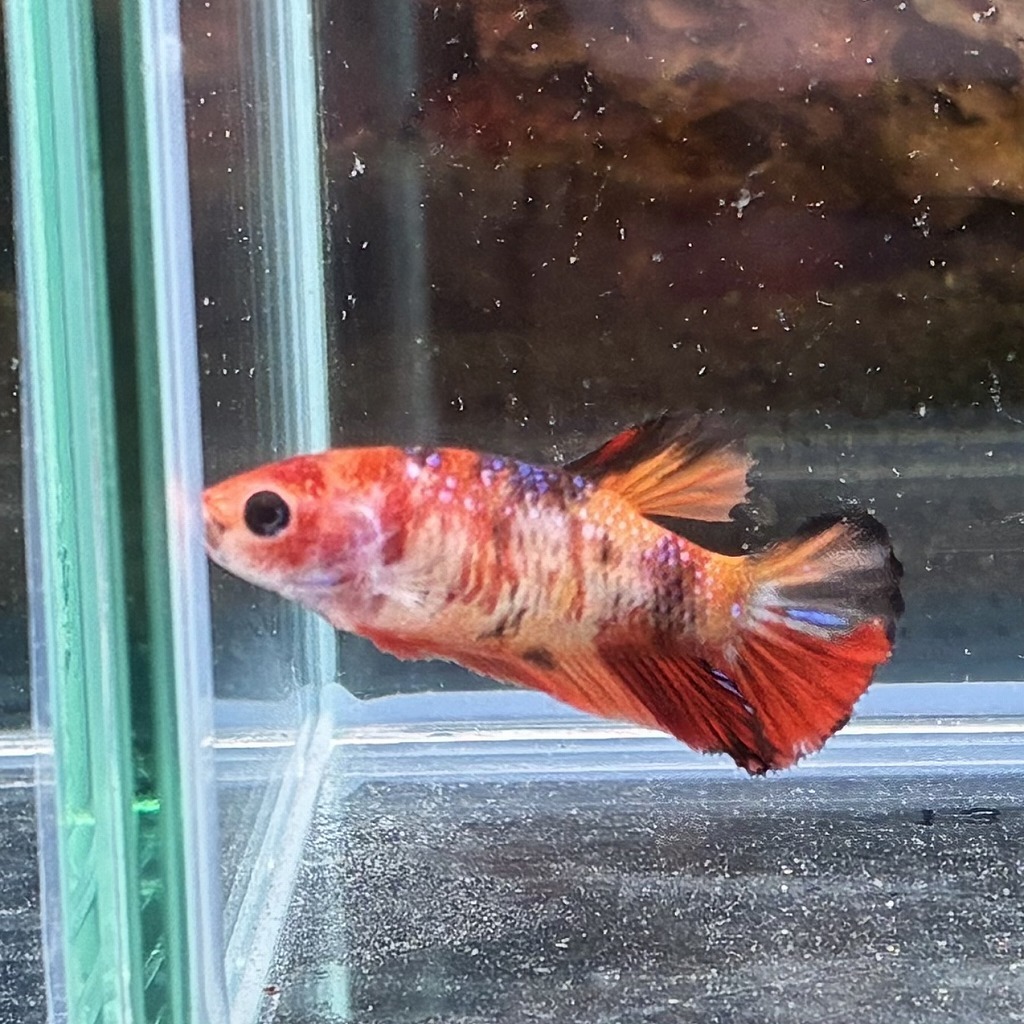 ベタ プラカット メス キャンディー 05F0801-041 高知熱帯魚サービス 熱帯魚 生体 拍卖