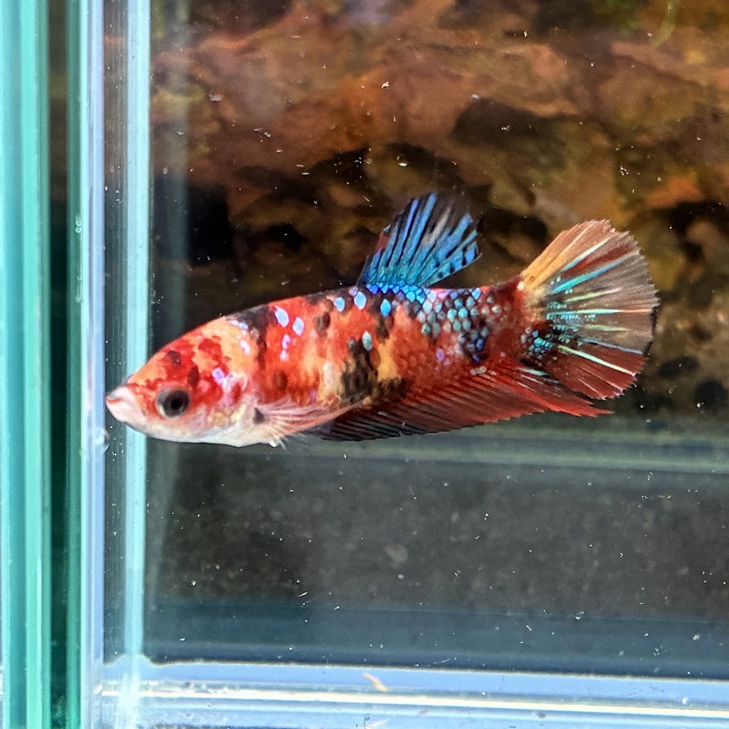 ベタ プラカット メス キャンディー 05F0801-042 高知熱帯魚サービス 熱帯魚 生体 拍卖