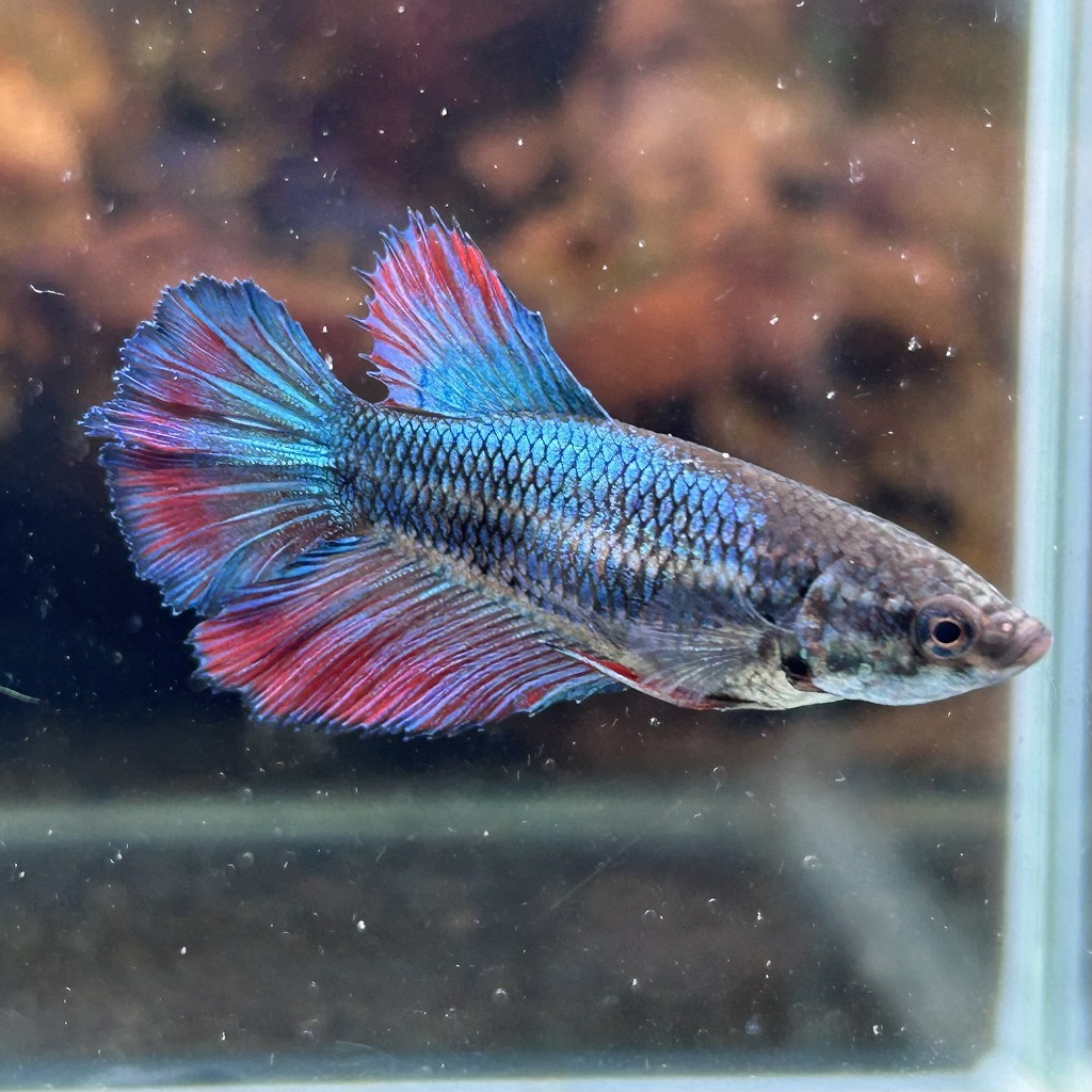 在庫処分特価 ベタ ショーベタ メス ファンシー 03F0408-089 ハーフムーン 熱帯魚 生体  拍卖