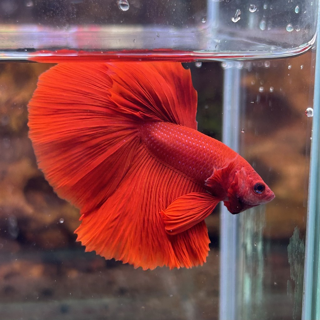 在庫処分価格 熱帯魚 ショーベタ オス スーパーレッド 03M0801-021 生体 ハーフムーン拍卖