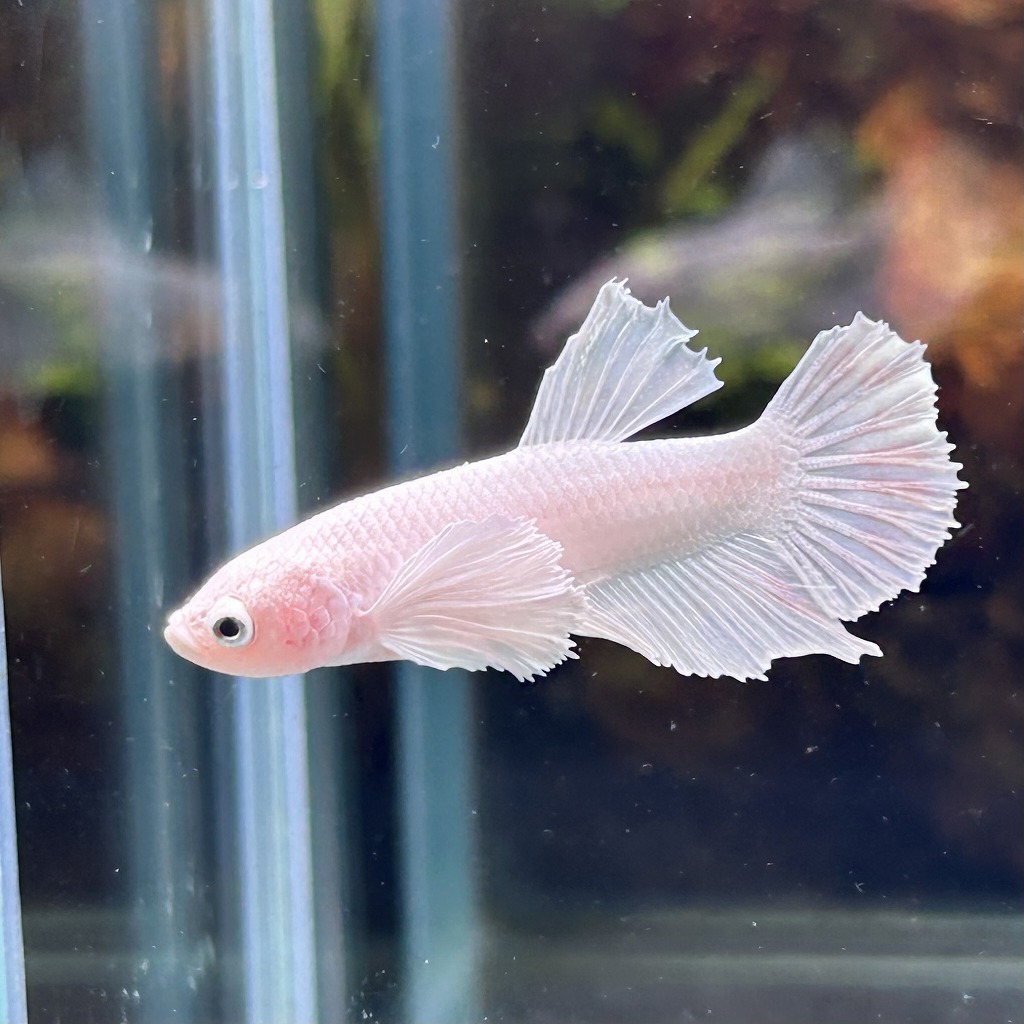 在庫処分価格 熱帯魚 プラカットベタ オス ダンボ ファンシーホワイト 05M0801-018 生体拍卖