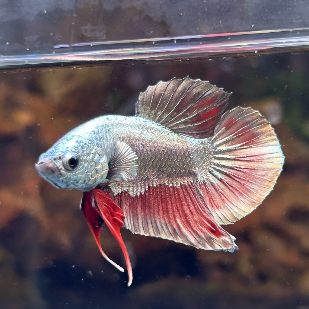 在庫処分価格 熱帯魚 プラカットベタ オス ブラックカッパー 05M0801-015 生体拍卖