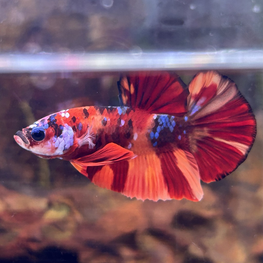 在庫処分価格 熱帯魚 プラカットベタ オス キャンディー 05M0801-010 生体拍卖