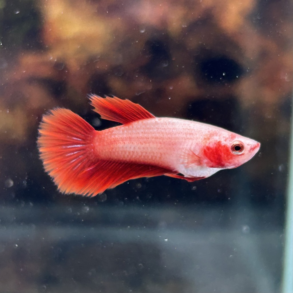 ベタ ショーベタ メス レッド 03F0801-048 ハーフムーン 熱帯魚 生体拍卖