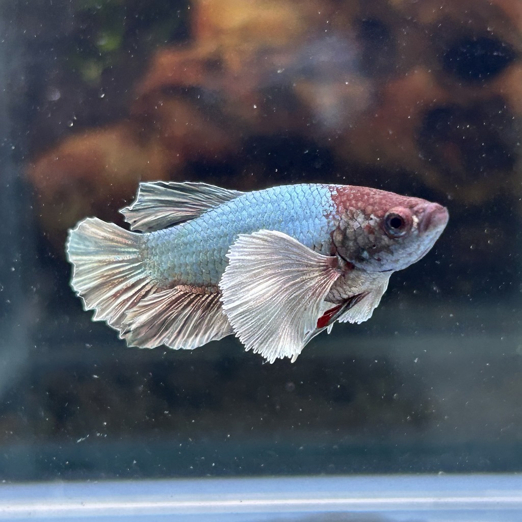 ベタ ショーベタ メス ダンボ ブラックカッパー 03F0801-053 ハーフムーン 熱帯魚 生体拍卖