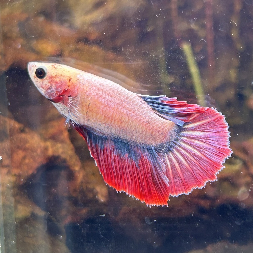 ベタ ショーベタ メス ファンシー 03F0801-049 ハーフムーン 熱帯魚 生体拍卖