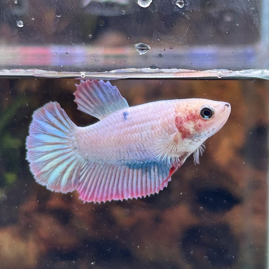 ベタ ショーベタ メス パステル 03F0801-047 ハーフムーン 熱帯魚 生体拍卖