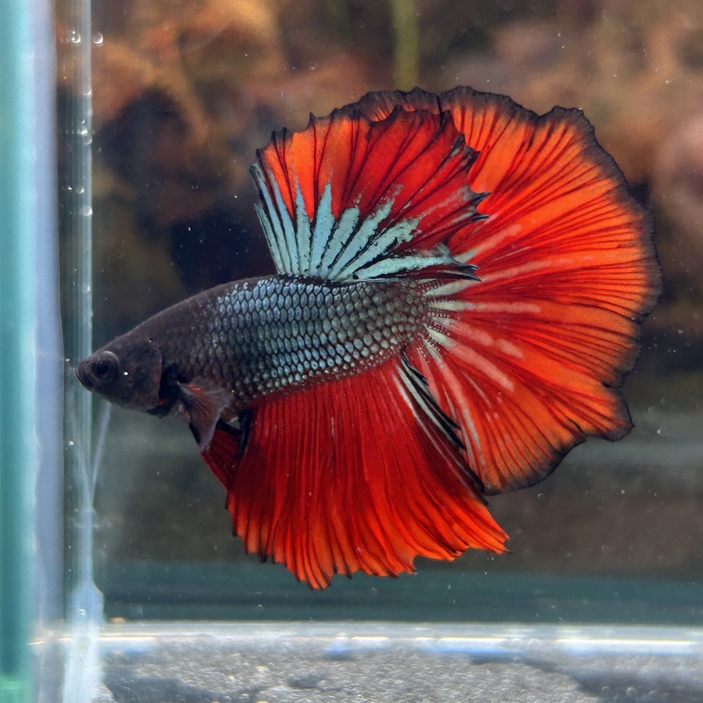 熱帯魚 ショーベタ オス ブラックカッパー 03M0801-048 生体 ハーフムーン拍卖