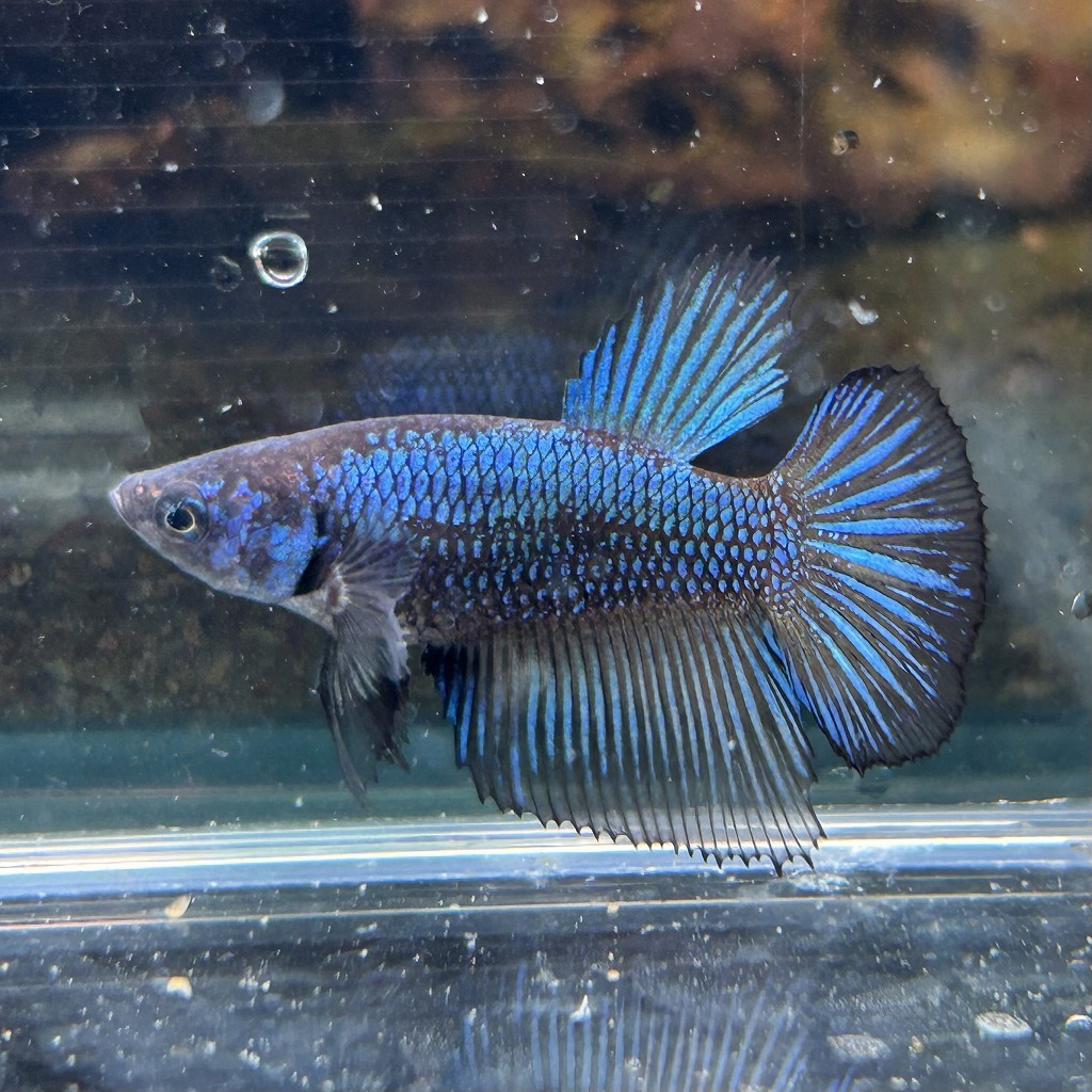 ベタ ショーベタ メス ブルーマスタード 03F0801-045 ハーフムーン 熱帯魚 生体拍卖