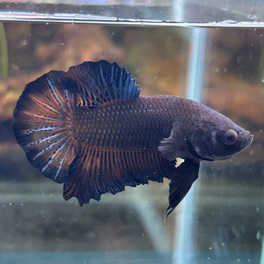 熱帯魚 プラカットベタ オス ブラックオーキッド 05M0801-041 生体拍卖