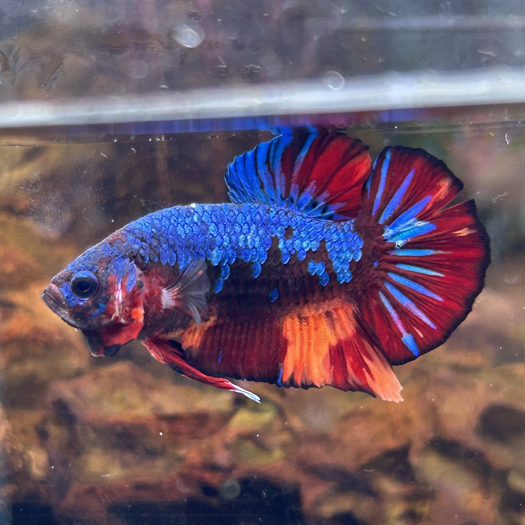 熱帯魚 プラカットベタ オス キャンディー 05M0801-039 生体拍卖