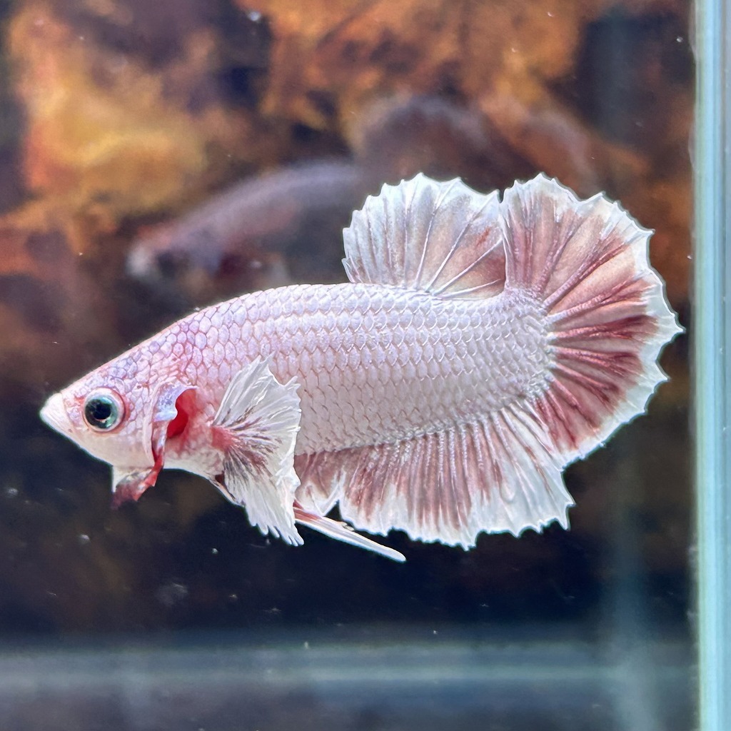 熱帯魚 プラカットベタ オス ダンボ ピンクバタフライ 05M0801-038 生体拍卖