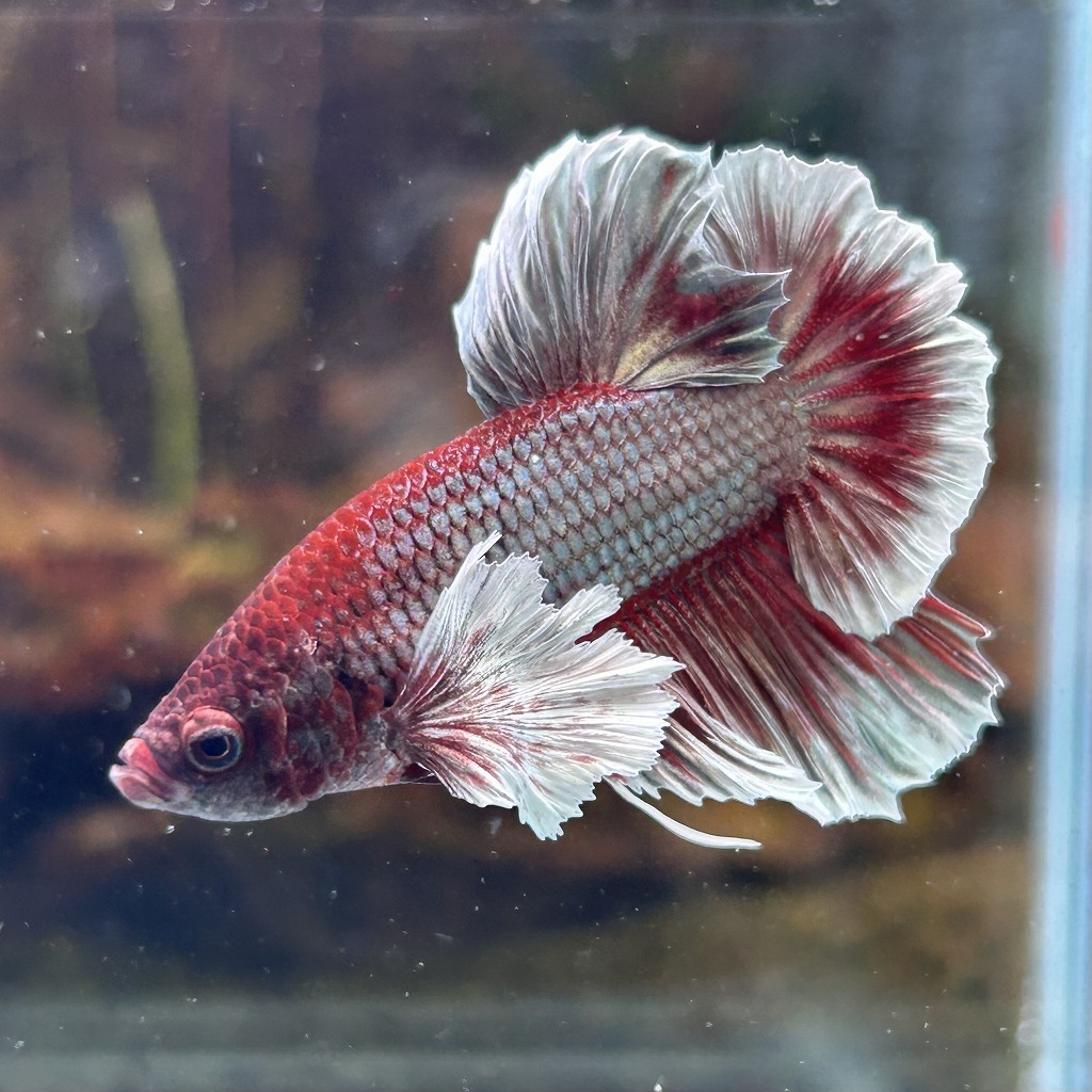 熱帯魚 プラカットベタ オス ダンボ ブラックカッパーバタフライ 05M0801-042 生体拍卖