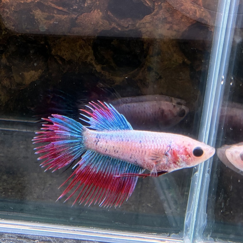 熱帯魚 クラウンテールベタ メス ファンシー 01F0801-016 生体拍卖