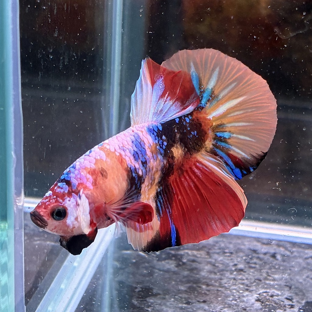 熱帯魚 プラカットベタ オス キャンディー 05M0801-054 生体拍卖