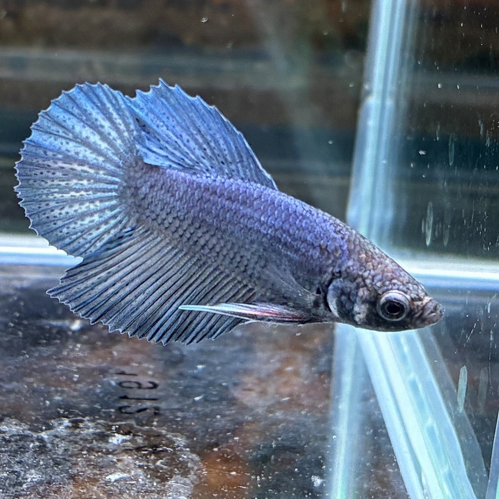 熱帯魚 プラカットベタ オス スチールブルー 05M0801-066 生体拍卖