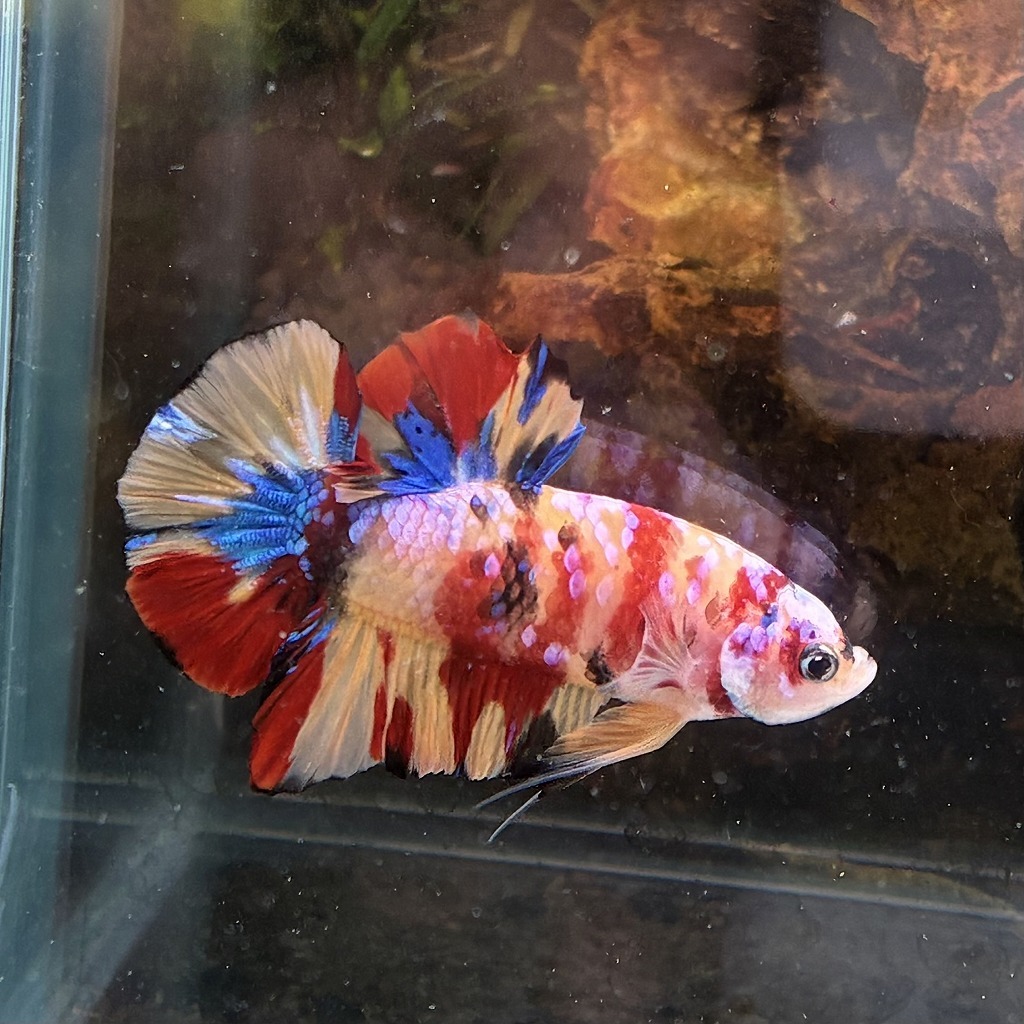 熱帯魚 プラカットベタ オス キャンディー 05M0801-052 生体拍卖