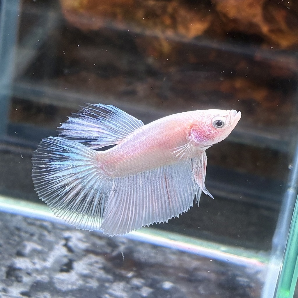 熱帯魚 プラカットベタ オス パステルホワイト 05M0801-063 生体拍卖