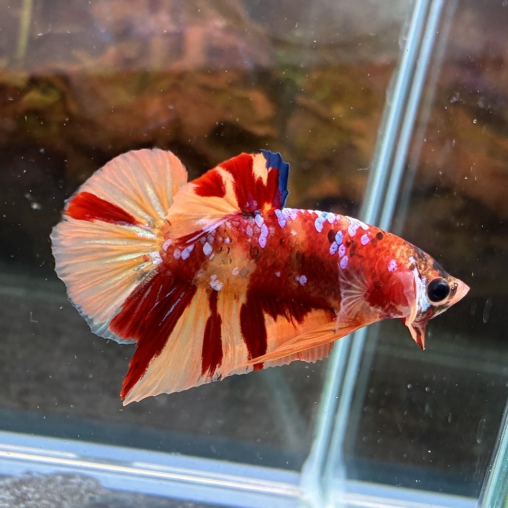 熱帯魚 プラカットベタ オス キャンディー 05M0801-053 生体拍卖