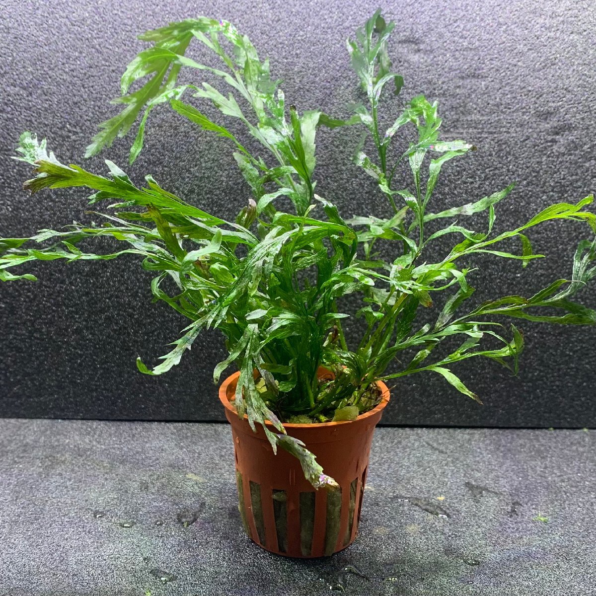 水草 ボルビティス・ヒュディロティ 1株 ※バラ売り水草は4点まで同梱可能(ネコポス)拍卖