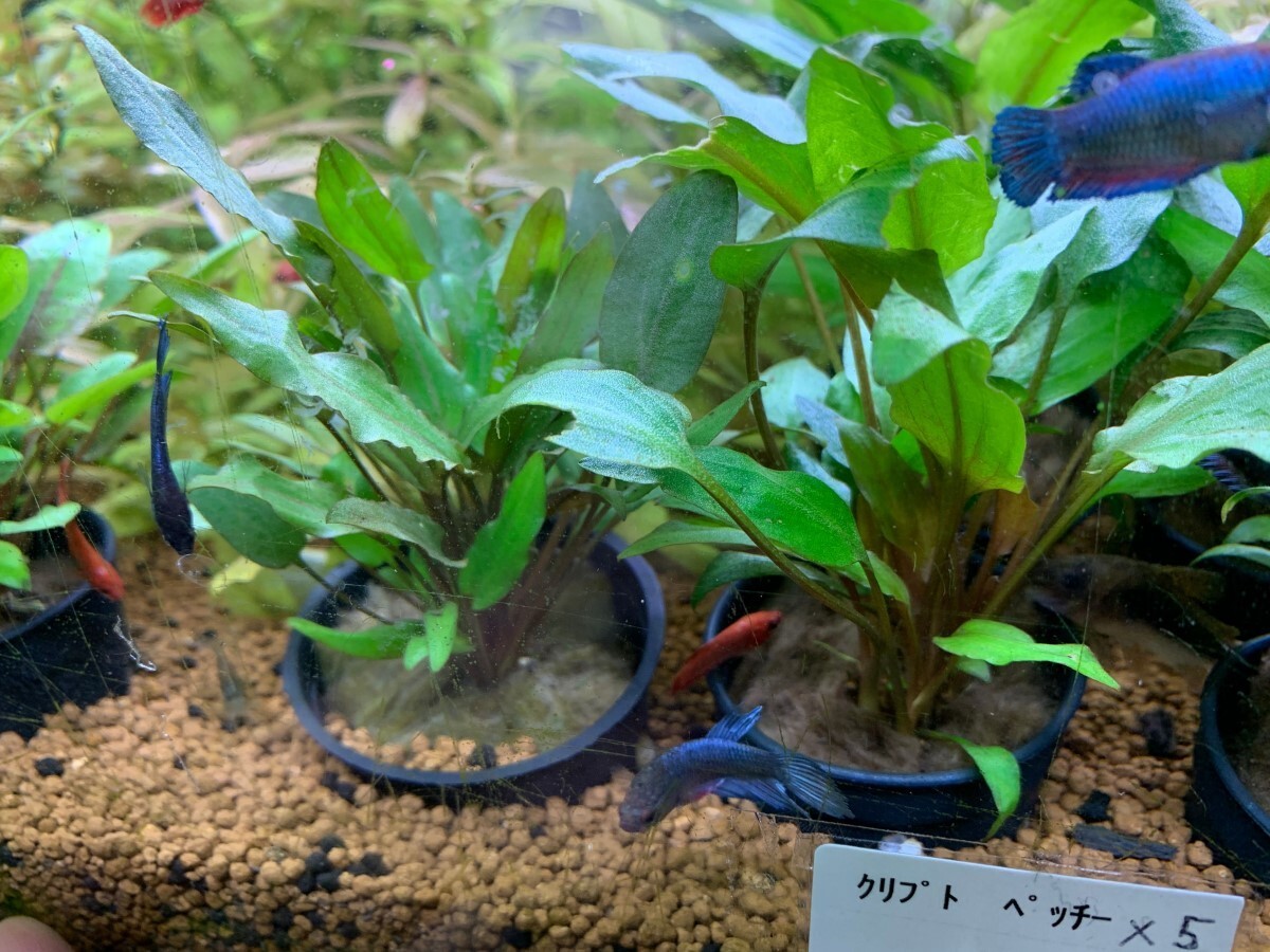 水草 クリプトコリネ・ペッチー 3株 ※バラ売り 水草は4点まで同梱可能(ネコポ ス)拍卖
